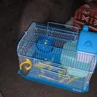 هامستر