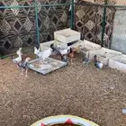 دجاج