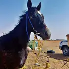 مهرء  شعبي عمره سنه وشهرين الأب م. الأم م اسم جسار