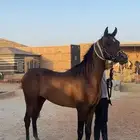 حصان واهو حفيد ابطال