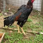 ديك شامو الماني