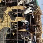 جفرات. 3. وخوهن تيس. العمر 6 الو 7 ش