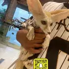 ثعلب الفنك