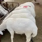 خرفان طليان جبر