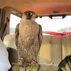 شيهانة جبلية