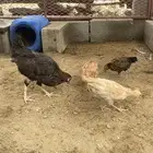 مفرخات عربي وبلدي
