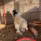 دجاج براهما طقمين