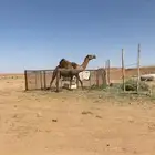 لقحه علي الهدب باقي لها 3 شهور وتلد. سنها رباع
