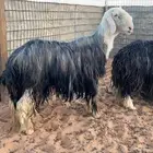 فحل نجدي مشروط