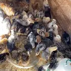 صيصان بلدي وفيومي