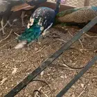 طاووس ذكور للبيع