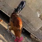 3 ديوك بلدي