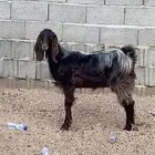 جفره. رباع تم البيع