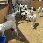 معزا بيشيات دفع شرط ومولد ثلاث تحتها 4