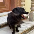 كلب لتبني مبلغ رمزي
