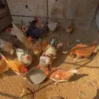 دجاج بلدي