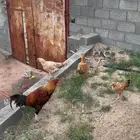 دجاج بكستاني حضان شرط