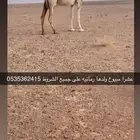مواشي