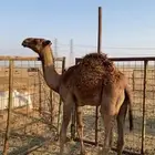 قعود مفرود طايش على الحليب عمره حوالي 5 شهور البيع مستعجل