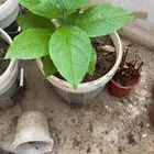 للبيع 50شتله بسعر مغري جددا ب15ريالا لمحبين الاشجار