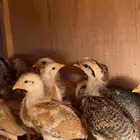 للبيع فروخ دجاج بلدي