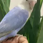 ببغاء روز اثنين أثنى و ذكر مع جميع الاغراض