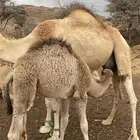 لباني على حليب امه
