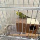 طيور الحب مافيه العافيه