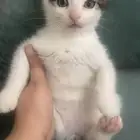 قطط