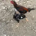 سندي