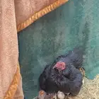 دجاجه مفرخه بكستانيه تحته 16 للبيع