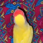 جوز روز منتج