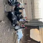 ذكور بح