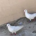 حمام فرنسي