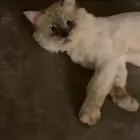 قطه تبني مع جميع أغراضها