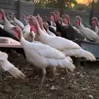 رومي للبيع