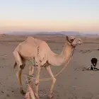 املج