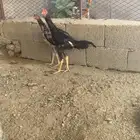 زوج شامو يباني