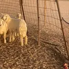 رخل طيبه ولا اعلم عن عمرها بالنسبه للضحيه