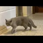 بسه(قطوه للتبني) العمر اربع شهور تحب العب وهادئه