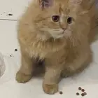 قطه لتبنى العاجل او بطلعها برا البيت