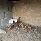 دجاج للبيع