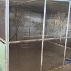 شبك طيور