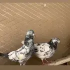 زوج حمام باكستاني على السوم