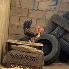 للبيع ديك والدجاجة اديك يأذن  ودجاج زينة السوم110