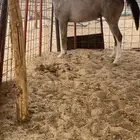 مهره كفو كفو كفو