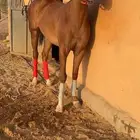 فرس شعبيه كفو جدا