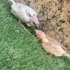فرخ جاوا