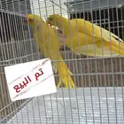 تم البيع زوج درة لاتينو ( منتج )