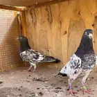 حمام